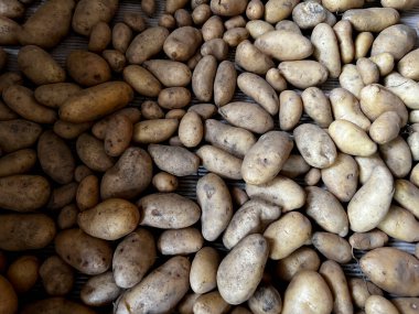 Yunanistan 'ın Lefka kentindeki patates çiftliğinde 12 Ağustos 2022' de patatesler kurumaya bırakıldı.