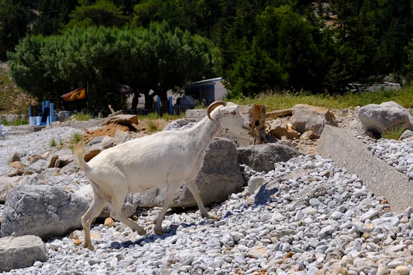 Una Cabra Doméstica Vista Playa Symi Grecia Agosto 2022 — Foto de Stock