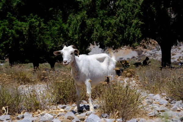 Una Cabra Doméstica Vista Playa Symi Grecia Agosto 2022 — Foto de Stock