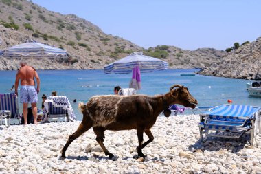 2 Ağustos 2022 'de Yunanistan' ın Symi Dodecanese plajında bir keçi görüldü.