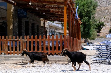 2 Ağustos 2022 'de Yunanistan' ın Symi Dodecanese plajında bir keçi görüldü.