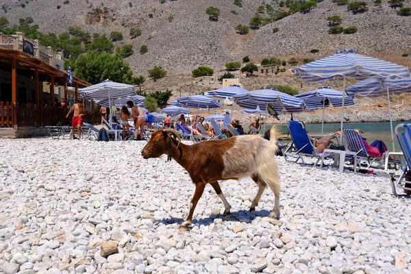 Goat Seen Beach Symi Dodecanese Greece August 2022 — Stock Photo, Image