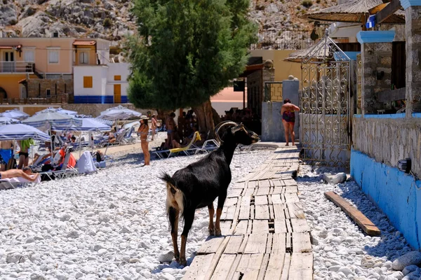 Goat Seen Beach Symi Dodecanese Greece August 2022 — Stock Photo, Image