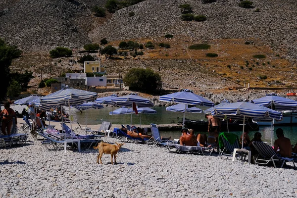 2022年8月2日にギリシャのシミ ドデカネスのビーチで見られるヤギ — ストック写真