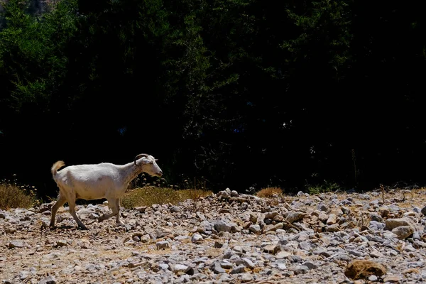 Una Cabra Vista Playa Symi Dodecanese Grecia Agosto 2022 — Foto de Stock