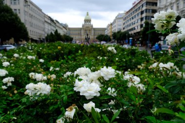 Çek Cumhuriyeti 'nin Prag kentinin ana meydanlarından biri olan Wenceslas Meydanı, 27 Temmuz 2022.