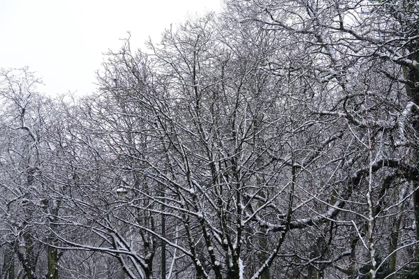 2023年3月8日にベルギーのブリュッセルで降雪 — ストック写真