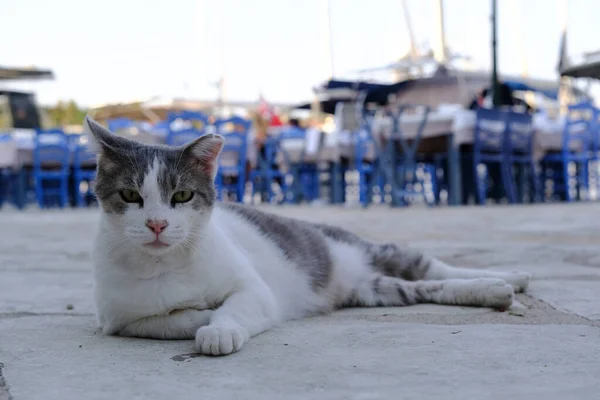Koty Zrelaksować Się Ulicy Kefalonia Grecja Dniu Lipca 2021 — Zdjęcie stockowe