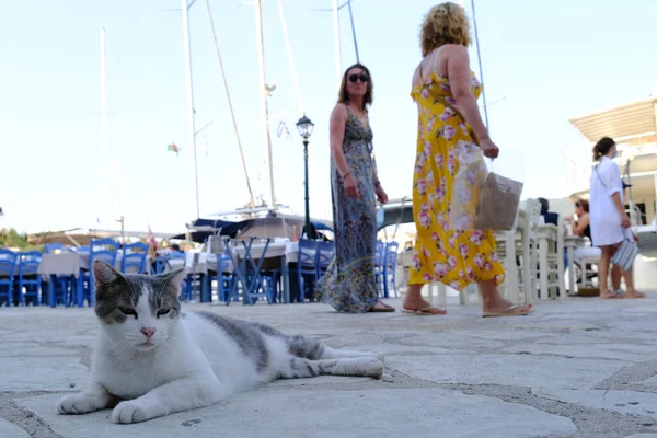 Koty Zrelaksować Się Ulicy Kefalonia Grecja Dniu Lipca 2021 — Zdjęcie stockowe