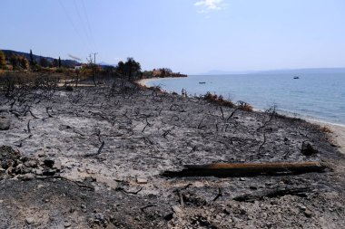 21 Ağustos 2021 'de Yunanistan' ın Evia adasındaki yanmış ağaçların ve kararmış ağaç gövdelerinin görüntüsü. Yangınlar adanın kuzey kesiminde 50 bin hektardan fazla alanı on gün boyunca yaktı..
