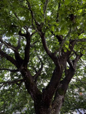 Yunanistan 'ın Grammei Oxya meydanında 13 Ağustos 2023' te bir Platanus ağacı.