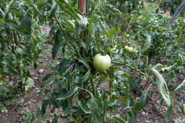 Yunanistan 'ın Lefka kentindeki küçük bir biyoloji çiftliğinde domatesler 14 Ağustos 2023.