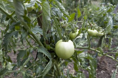 Yunanistan 'ın Lefka kentindeki küçük bir biyoloji çiftliğinde domatesler 14 Ağustos 2023.