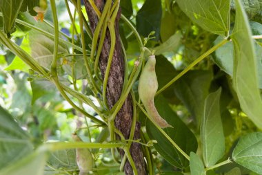 13 Ağustos 2023 'te Yunanistan' ın Lefka kentindeki küçük bir biyolojik çiftlikte toplanmaya hazır taze fasulyeler..