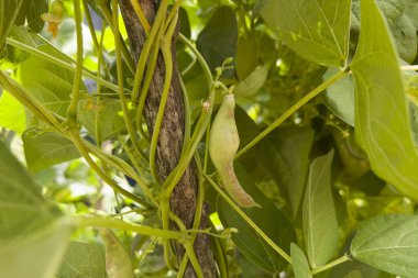 13 Ağustos 2023 'te Yunanistan' ın Lefka kentindeki küçük bir biyolojik çiftlikte toplanmaya hazır taze fasulyeler..