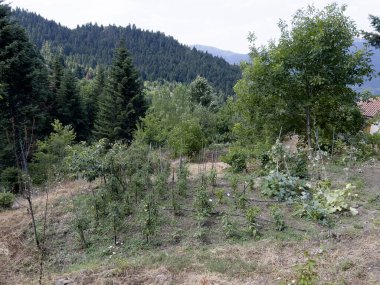 Yunanistan 'ın Lefka kentindeki küçük bir biyolojik çiftliğe 13 Ağustos 2023.