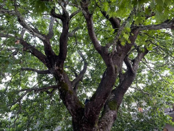 A Platanus tree in square of  Grammei Oxya, Greece on August 13, 2023.