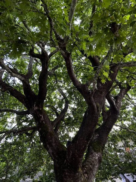 A Platanus tree in square of  Grammei Oxya, Greece on August 13, 2023.