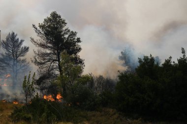 22 Ağustos 2023 'te Atina' nın banliyösünde bir orman yangını çıktı..