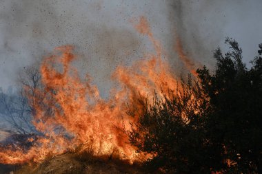 22 Ağustos 2023 'te Atina' nın banliyösünde bir orman yangını çıktı..