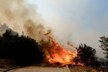 22 Ağustos 2023 'te Atina' nın banliyösünde bir orman yangını çıktı..