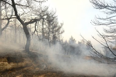 22 Ağustos 2023 'te Atina, Yunanistan' ın kenar mahallelerindeki bir orman yangınında duman yükseldi.
