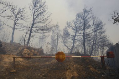 22 Ağustos 2023 'te Atina, Yunanistan' ın kenar mahallelerindeki bir orman yangınında duman yükseldi.