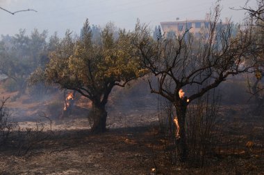 22 Ağustos 2023 'te Atina, Yunanistan' ın kenar mahallelerindeki bir orman yangınında duman yükseldi.