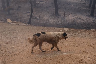 22 Ağustos 2023 'te Atina' nın banliyösünde çıkan yangında yanan ağaçların arasında başıboş bir köpek dolaşıyor..