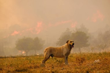 22 Ağustos 2023 'te Atina' nın banliyösünde çıkan yangında yanan ağaçların arasında başıboş bir köpek dolaşıyor..