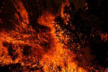 22 Ağustos 2023 'te Atina' nın banliyösünde bir orman yangını çıktı..