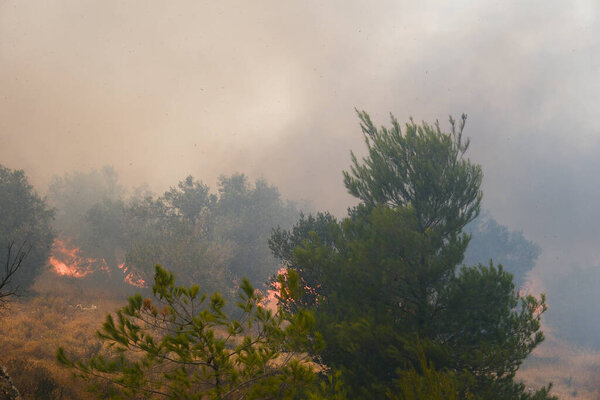 Дикий огонь сжигает лес в пригороде Афин, Греция 22 августа 2023 года.