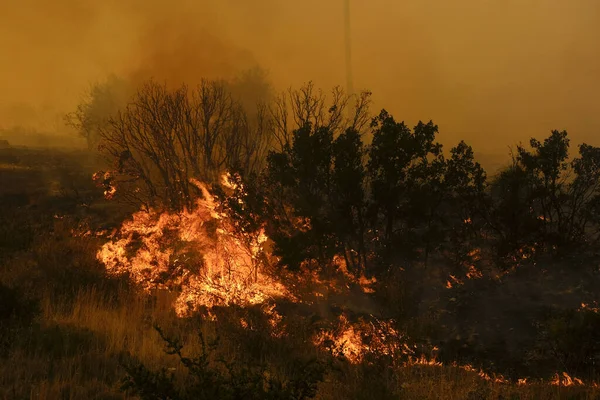 Incêndio Queima Uma Floresta Subúrbio Atenas Grécia Agosto 2023 — Fotografia de Stock