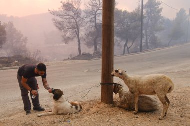 22 Ağustos 2023 'te Atina' nın banliyösünde çıkan yangında yanan ağaçların arasında başıboş bir köpek dolaşıyor..