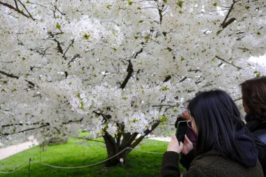 30 Mart 2024 'te Paris, Fransa' da insanlar pembe kiraz ağaçlarının yanında yürür..