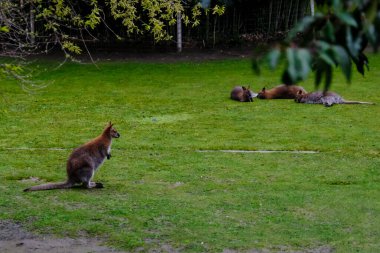 Kangaroos seen in a zoo in  central Paris, France on March 30, 2024. clipart
