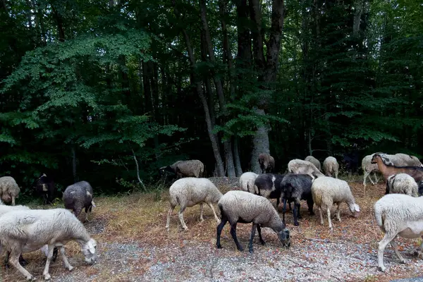 stock image Flock of sheep in Nafpaktia, Greece on August 4, 2024.