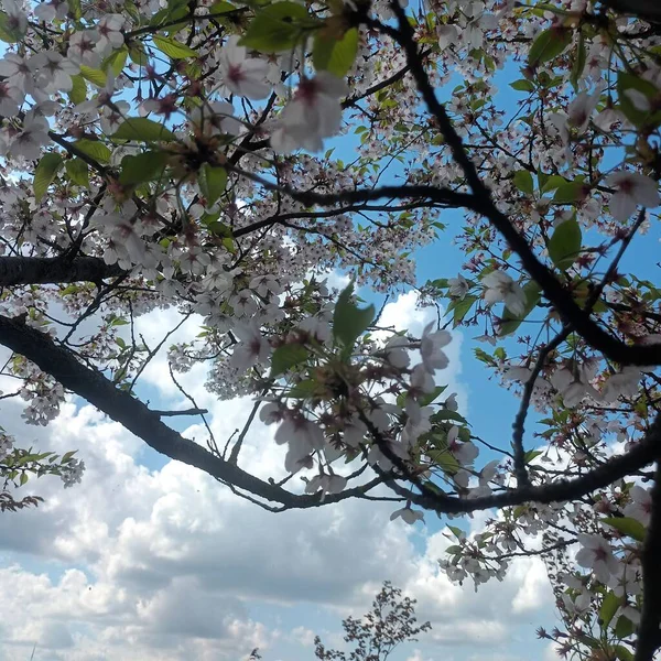 青い空の景色に対する木の枝 — ストック写真