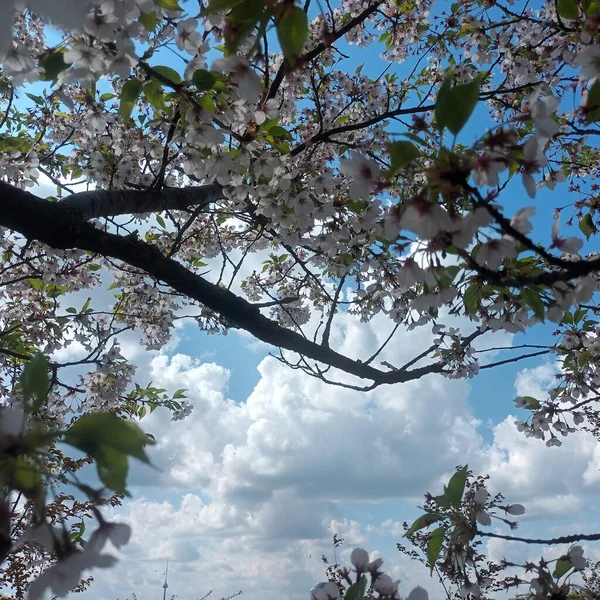 Mavi Gökyüzü Görünümüne Karşı Ağaç Dalları — Stok fotoğraf