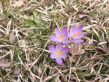 Baharda bahçede güzel mor tarla çiçekleri