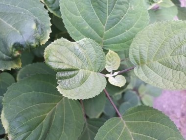 Doğal yeşil yapraklar arkaplan, yakın görünüm 