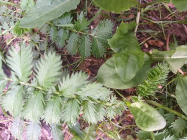 Güzel botanik fotoğrafı, doğal duvar kağıdı.