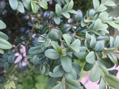 Doğal yeşil yapraklar arkaplan, yakın görünüm 