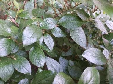 Doğal yeşil yapraklar arkaplan, yakın görünüm 