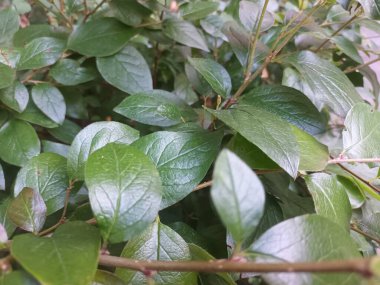 Doğal yeşil yapraklar arkaplan, yakın görünüm 