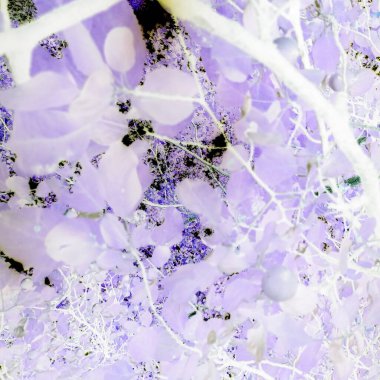 Negatif filtreli fantastik doğal çiçek arkaplanı