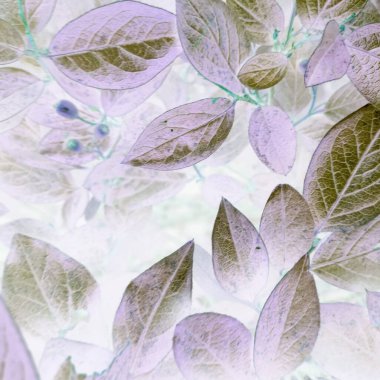 Negatif filtreli fantastik doğal çiçek arkaplanı