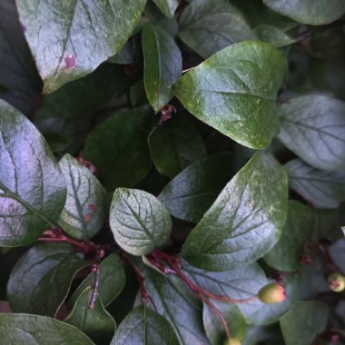 Doğal yeşil yapraklar arkaplan, yakın görünüm 