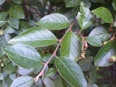 Doğal yeşil yapraklar arkaplan, yakın görünüm 
