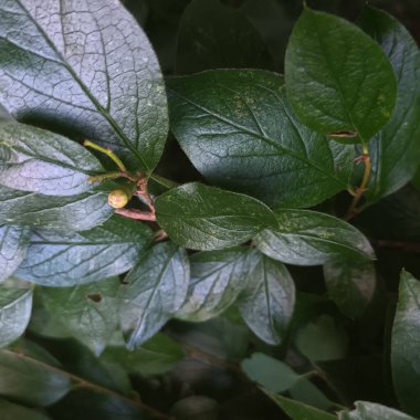 Doğal yeşil yapraklar arkaplan, yakın görünüm 